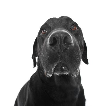 üzgün labrador retriever portre beyaz Studio