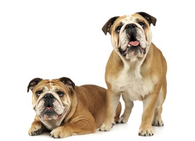 iki bulldogs beyaz bir stüdyoda eğleniyor musun