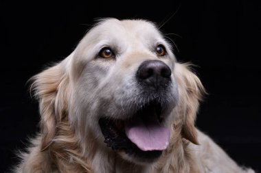 Çok güzel bir Golden retriever - atış, stüdyo portre siyah izole.