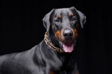 Çok güzel bir Dobermann - atış, stüdyo portre siyah izole.