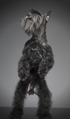 Minyatür Schnauzer ayakta gri studio arka planda iki ayağı içinde