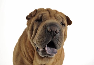 Beyaz stüdyoda oturan ve kameraya bakarak Shar pei