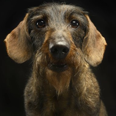 Kablolu saç dachshund portre içinde bir stüdyo