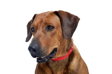 Çok güzel bir Rodezya ridgeback, atış, stüdyo portresi üzerine beyaz izole.