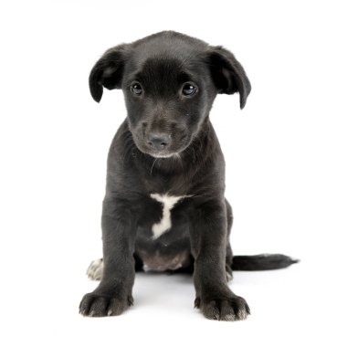 Beyaz arka plan üzerinde oturan bir şirin karışık doğurmak köpek köpek yavrusu doz stüdyo.