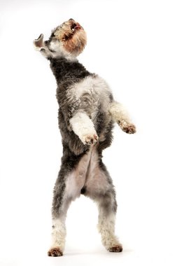 Arka ayakları - studio vurdu, bir çok güzel Minyatür schnauzer ayakta beyaz izole.