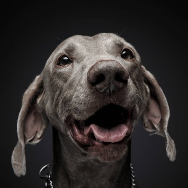 tatlı Weimaraner portre fotoğraf stüdyosu