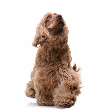 Beyaz arka plan üzerinde şirin bir İngiliz Cocker Spaniel ayakta stüdyo çekim.