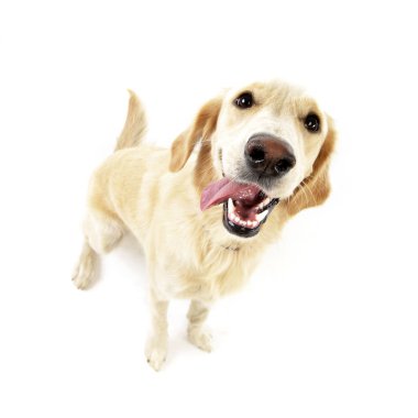 Beyaz arka plan üzerinde oturan bir sevimli Golden retriever köpek yavrusu doz stüdyo.