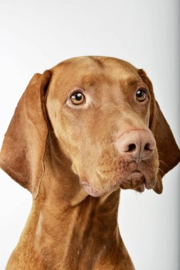 Çok güzel bir Macar vizsla - atış, stüdyo portresi üzerine beyaz izole.