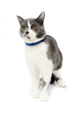 Beyaz arka plan üzerinde oturan bir sevimli kedi stüdyo çekim.