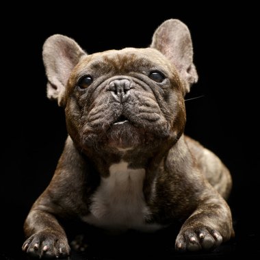 Çok güzel bir Fransız buldozer siyah arka plan üzerine yalan stüdyo çekim.