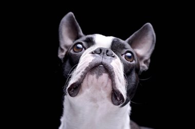 Bir çok güzel Boston Terrier - siyah arka plan üzerine izole portresi.