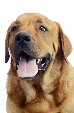 Labrador retriever portre beyaz arka plan Studio