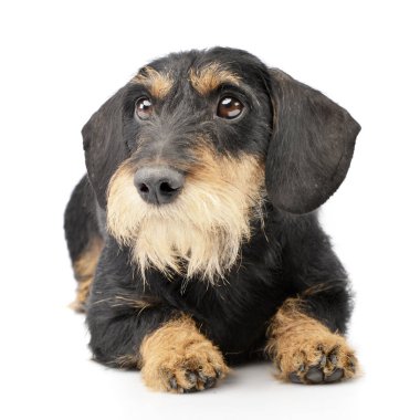 Çok güzel bir Dachshund beyaz arka plan üzerinde yalan stüdyo çekim.