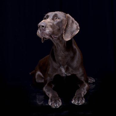 Siyah arka plan üzerine yalan bir sevimli deutsch kurzhaar stüdyo çekim.