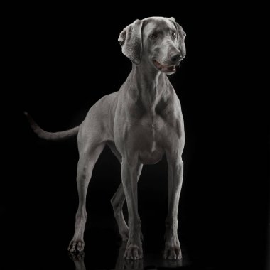 Güzel Weimarener karanlık fotoğraf stüdyosu