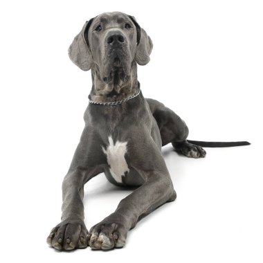 Beyaz arka plan üzerinde yalan çok güzel bir Danua köpek stüdyo çekim.