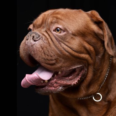 Çok güzel bir Dogue de Bordeaux - atış, stüdyo portre siyah izole.