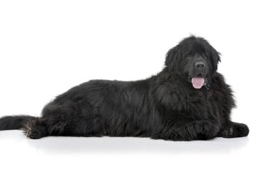 Beyaz arka plan üzerinde yalan çok güzel bir Newfoundland köpek stüdyo çekim.