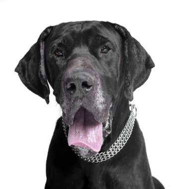 Bir çok güzel karışık doğurmak köpek - atış, stüdyo portresi üzerine beyaz izole.