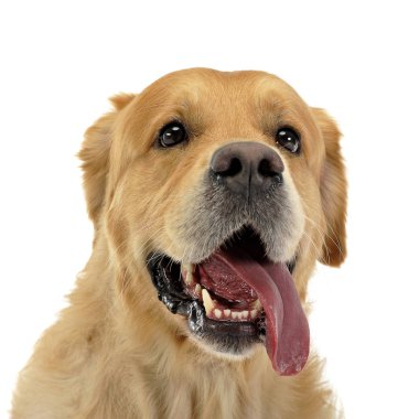 tatlı Golden retriever zevk stüdyoda çekim fotoğraf