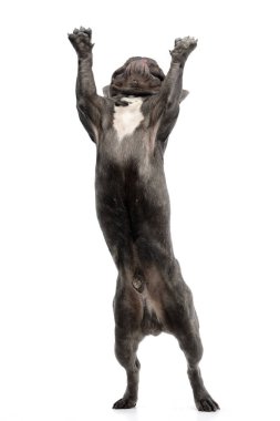 İki ayak üzerinde duran bir çok güzel Fransız buldozer studio atış, üzerinde beyaz izole.