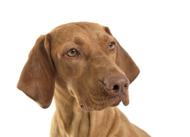 Macar vizsla portre beyaz Studio