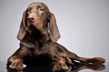 Bir çok güzel Alman işaretçi gri arka plan üzerinde yalan stüdyo çekim.