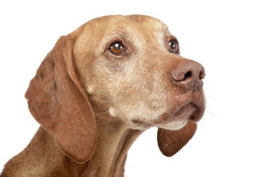 Çok güzel bir Macar vizsla - atış, stüdyo portresi üzerine beyaz izole.