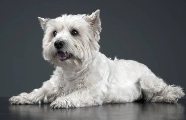 Batı highland terrier studio rahatlatıcı beyaz