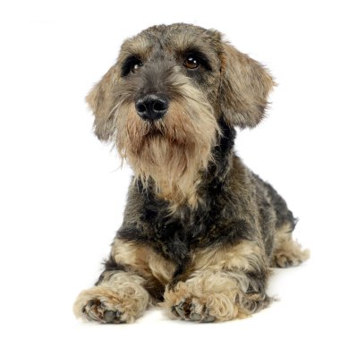 sevimli köpek yavrusu beyaz fotoğraf stüdyosunda yalan saç dachshund kablolu