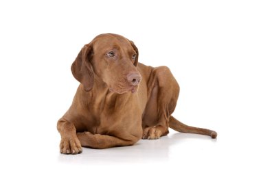 Bir çok güzel Macar vizsla (magyar vizsla) beyaz arka plan üzerinde yalan stüdyo çekim.