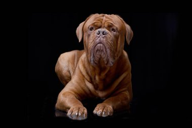 Çok güzel bir Dogue de Bordeaux siyah arka plan üzerine yalan stüdyo çekim.