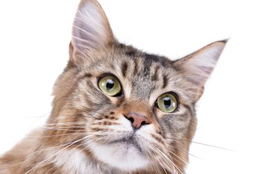 Çok güzel bir tekir kedi - atış, stüdyo portresi üzerine beyaz izole.