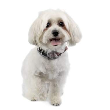 Beyaz arka plan üzerinde çok güzel bir Havanese köpek duran stüdyo çekim.