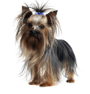 güzel yorkshire terrier ayakta beyaz stüdyo arka planda