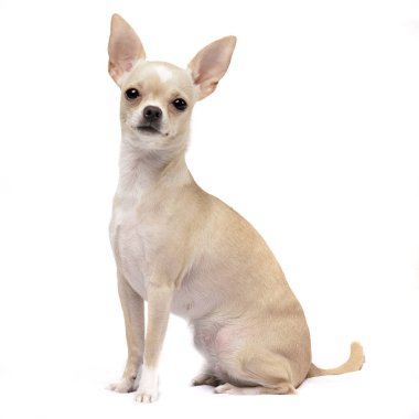Beyaz arka plan üzerinde oturan stüdyo çekim çok güzel bir Chihuahua.