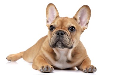 Studio shot of an adorable French bulldog lying on white background. clipart