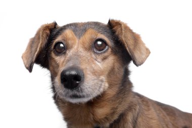 Bir çok güzel karışık doğurmak köpek - atış, stüdyo portresi üzerine beyaz izole.