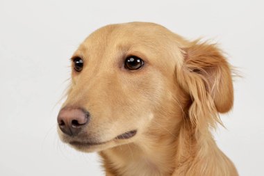 Bir çok güzel karışık doğurmak köpek, atış, stüdyo portresi üzerine beyaz izole.
