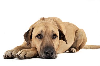 bir beyaz artalan stüdyoda uzanarak karışık doğurmak kahverengi köpek