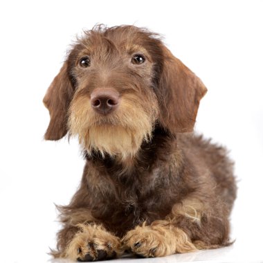 Çok güzel bir Dachshund beyaz arka plan üzerinde yalan stüdyo çekim.