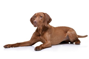 Bir çok güzel Macar vizsla (magyar vizsla) beyaz arka plan üzerinde yalan stüdyo çekim.