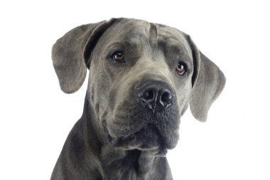 köpek yavrusu canecorso portre beyaz Studio