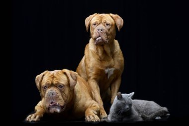 İki çok güzel Dogue de Bordeaux ve siyah arka plan üzerine izole Yurtiçi kedi - stüdyo çekim.