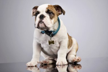 Gri arka plan üzerinde oturan bir çok güzel İngilizce bulldog köpek yavrusu doz stüdyo.
