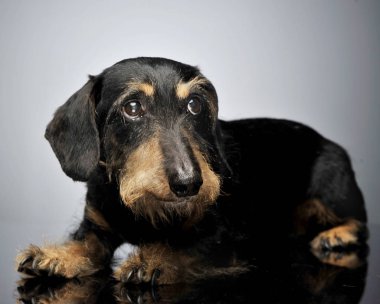 gri bir stüdyoda eski üzgün dachshund
