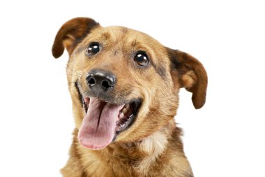 Bir çok güzel karışık doğurmak köpek, atış, stüdyo portresi üzerine beyaz izole.
