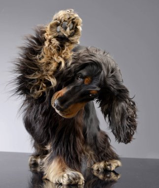 Çok güzel bir İngiliz Cocker Spaniel bacağını - atış, stüdyo tırmalamak gri izole.